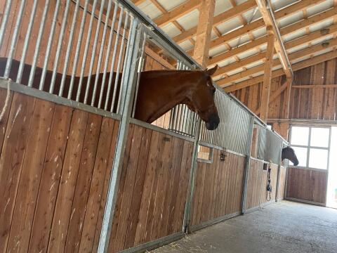 Aufstallung für Pferde Pferdeboxen
