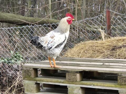 Hähne aus Naturbrut