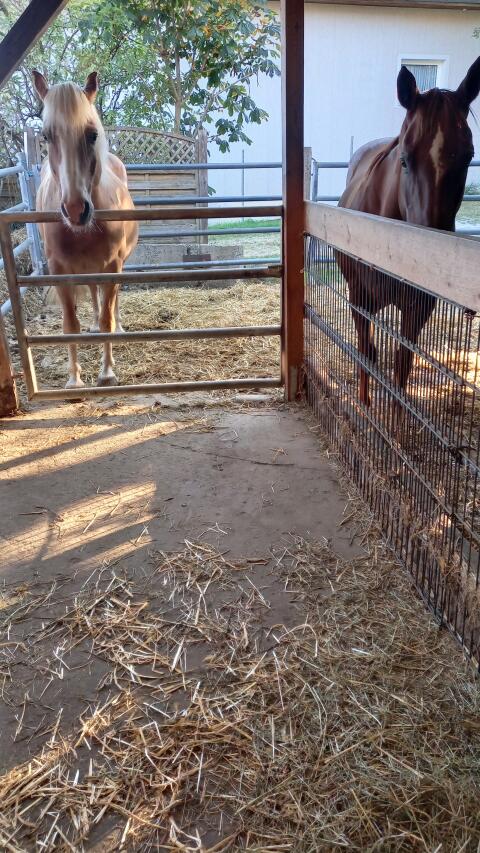 Vergebe 1 bis 2 Selbstversorger inkl. Wohnoase