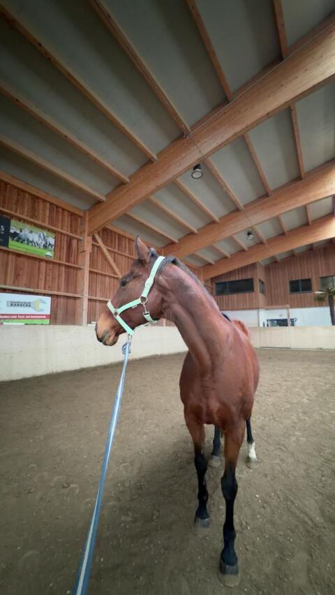 Verkaufspferd, Englische Vollblutstute Dragonheart xx