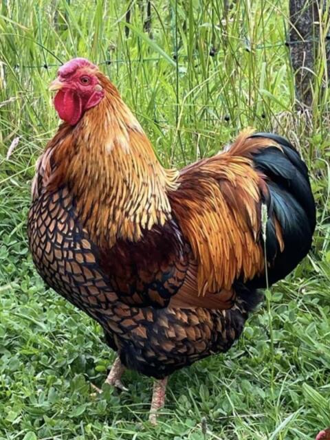 Rassegeflügel Hähne Sulmtaler und Wyandotte