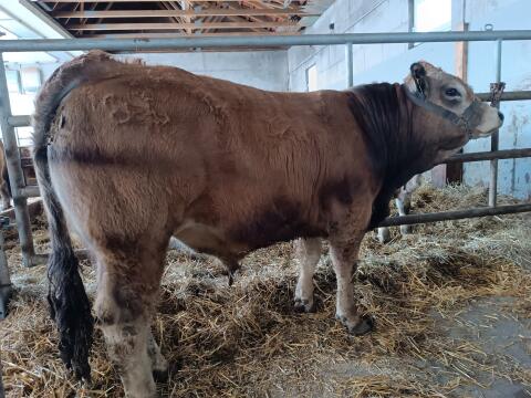 Wunderschöner Bio Aubrac Zuchtstier
