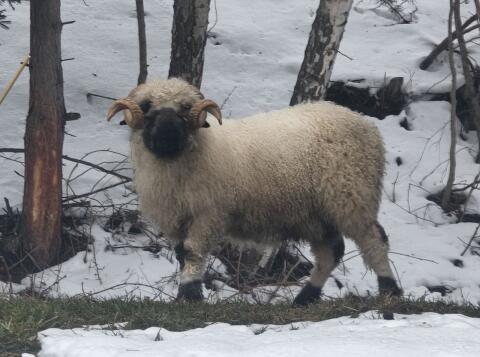 Walliser Schwarznasenwidder Herdbuch