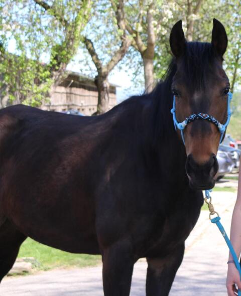 Unerschrockene Ausreitpartnerin mit Potential für mehr