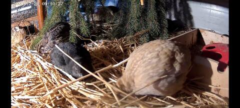 Celadon Wachtelhähne (schwarz)