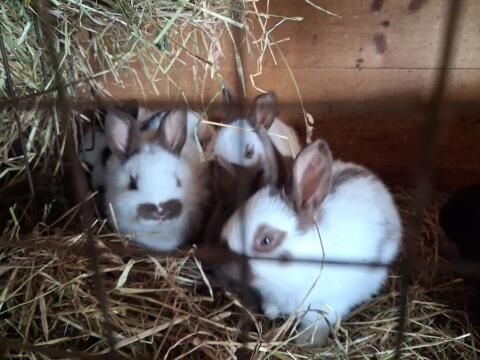 Deutsche Tschecken weiblich, männlich