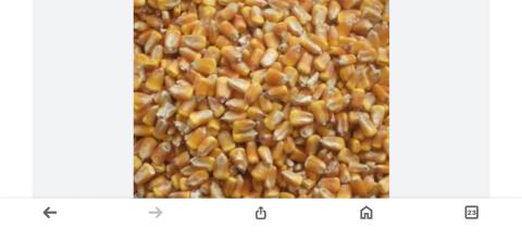 Verkaufe Körnermais