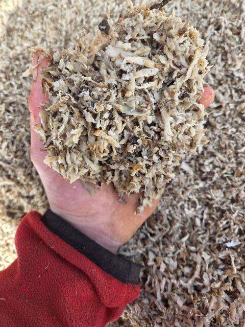 Zuckerrüben, Biertreber Ballen