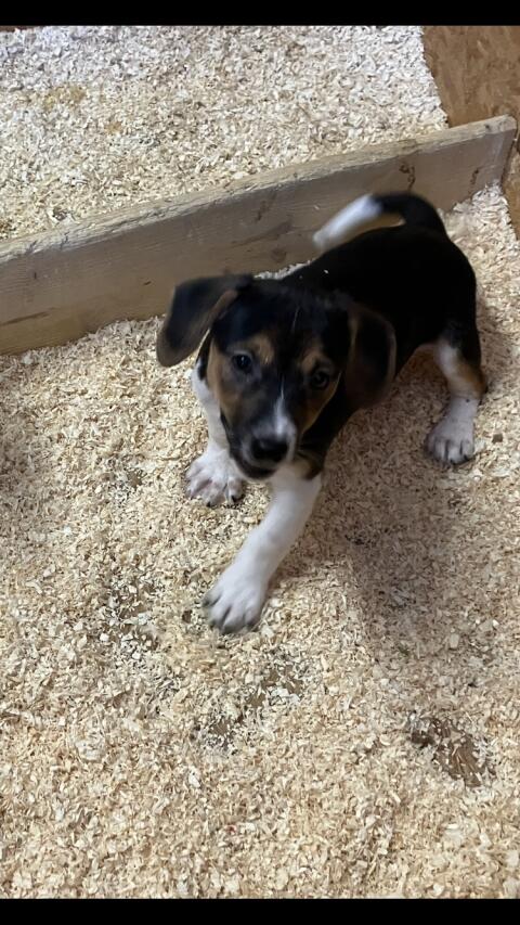 Jack Russell Terrier