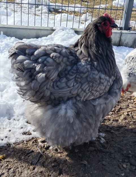 Orpington Henne