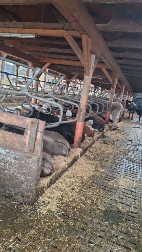 Trächtige Braunviehkühe