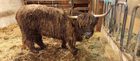 Mini Highland, Färse