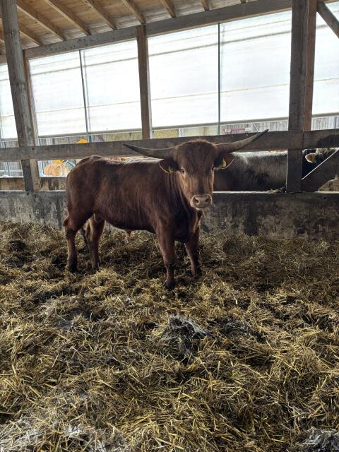 Bio Texas Longhorn/Angus Stier