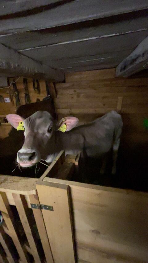 Brown Swiss Kalb