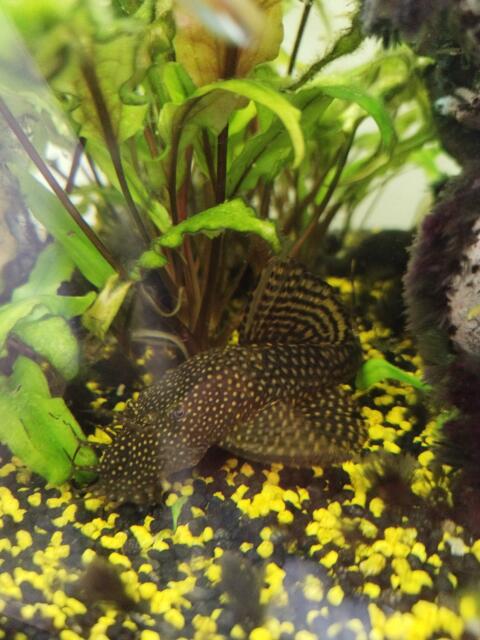 Fische für Aquarium