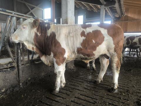 Reinerbig hornloser Sprungstier