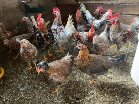 Bruteier Schwedisches Blumenhuhn