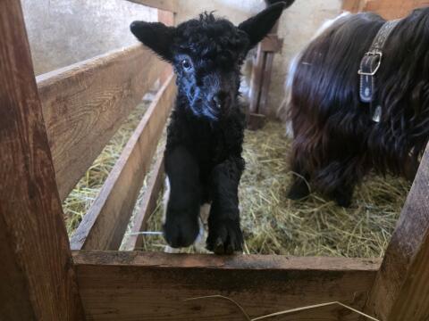Walliser Schwarzhalsziegen HB
