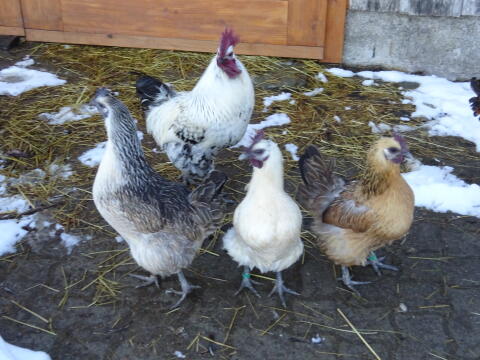 Dongxiang Lukedani (Schwarzhuhn)