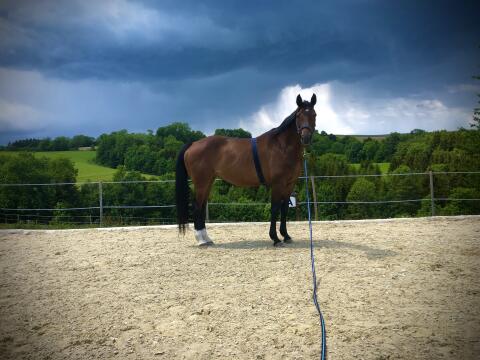 Außergewöhnliche Zuchtstute
