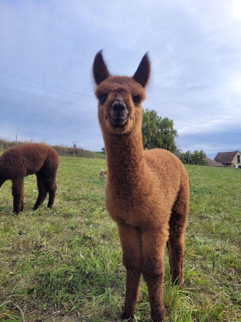 Alpaka, Huacaya Alpaca, Stuten, Hobbytiere, Wallach, Hengste