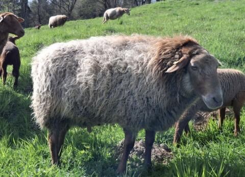 Suche Altwidder und Schlachtschafe