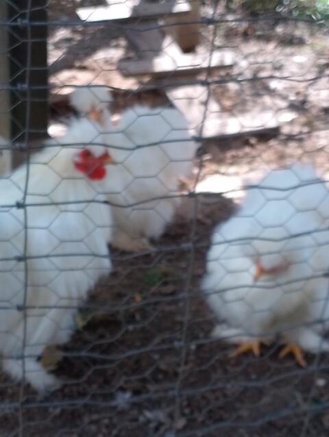 Zwergseiden-Jungtier Stamm