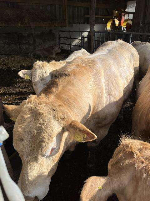 Blonde Aquitaine Zuchtstier