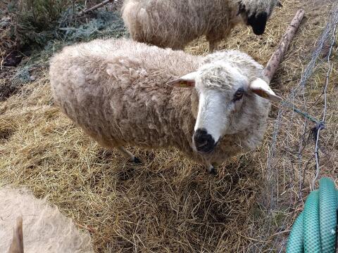 Walliser Milchschaf Mix Aue