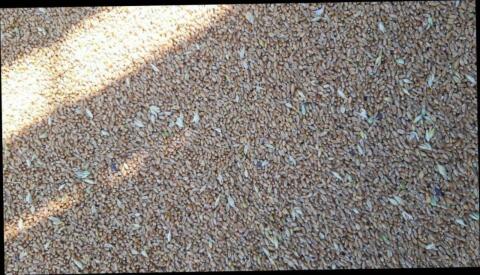 Weizen, Futterweizen