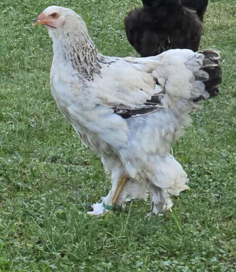 Brahma Junghennen sowie Hahn, Gänse von 2025, Bruteier