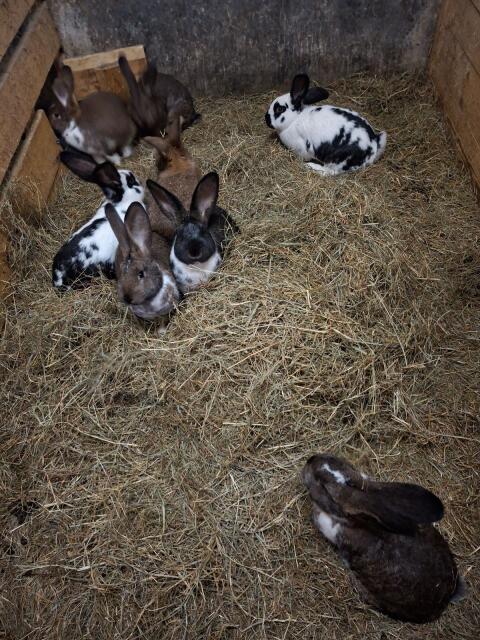 Fleischhasen zum Schlachten oder zur Zucht