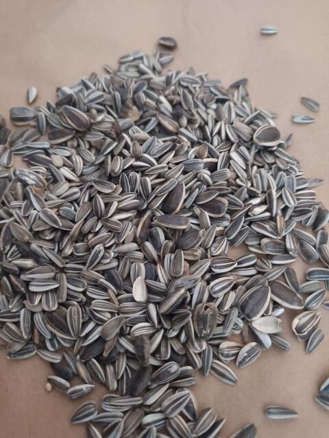 Sonnenblumenkerne