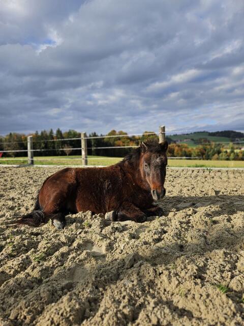 Liebevolle, sensible Ponystute sucht ihr Zuhause