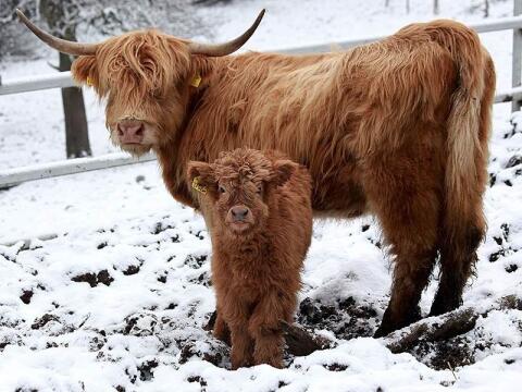 Suche Miniatur Schottische Hochlandrinder weiblich