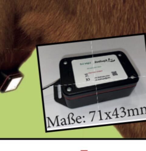 Equileck Light 1.1 Geburtsmelder fürs Halfter