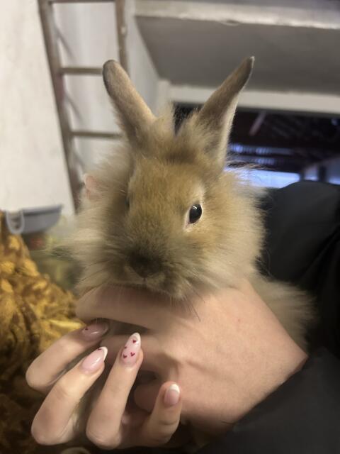 Löwenkopfzwergkaninchen