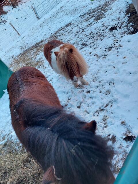 Minishetty und Shetty