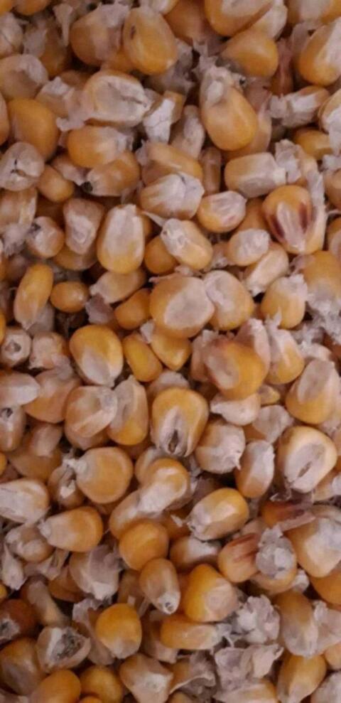 Körnermais Futtermais