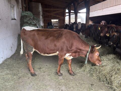 Trächtige Bio PIxRF Kalbin