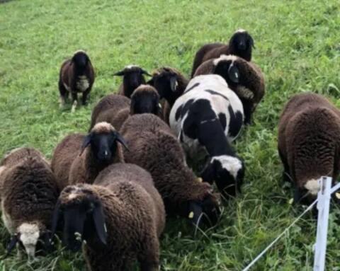 Suche Mastlämmer und Altschafe