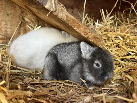 Zwergkaninchen Löwenkopf