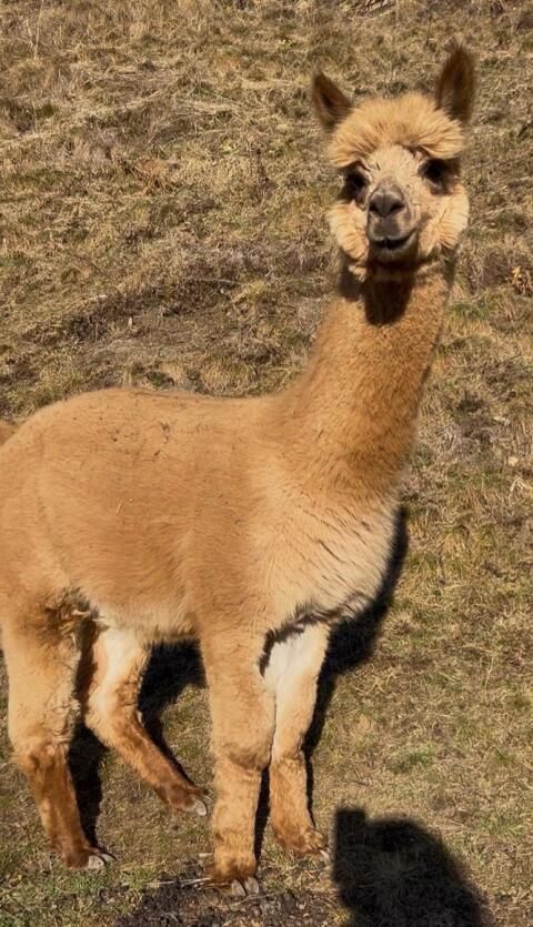 Alpaka Hengst Romeo
