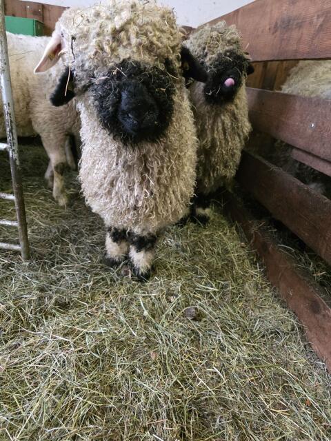 HB-fähige Walliser Schwarznasen Auen abzugeben