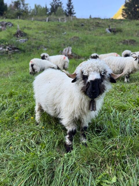 Walliser Schwarznasen