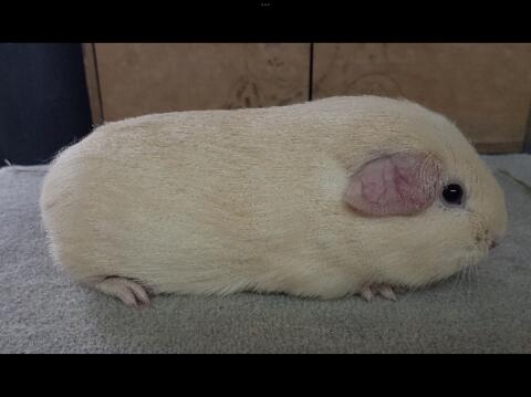 Rassemeerschweinchen zu verkaufen