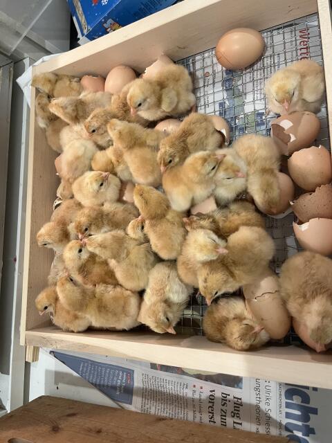 Küken, Junghennen Sulmtaler, New Hampshire und Zwerghühner