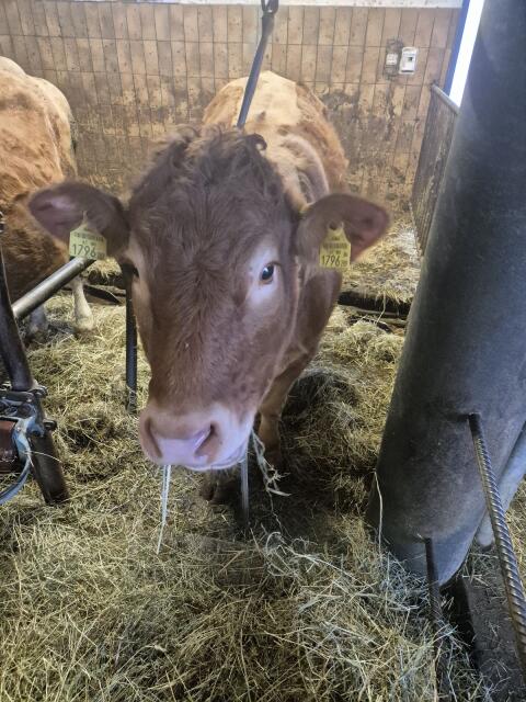 Verkauf oder Tausch trächtige Limousin Kalbin