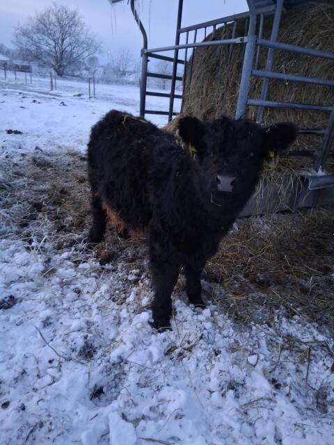 Galloway Absätzer weiblich