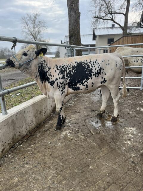 Pustertaler Sprinzen Kalbin